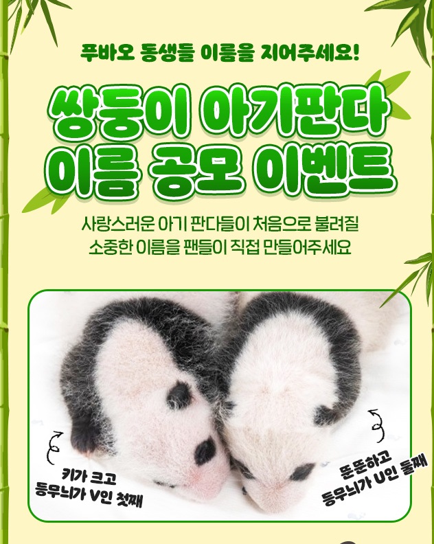 쌍둥이 아기판다 이름 공모