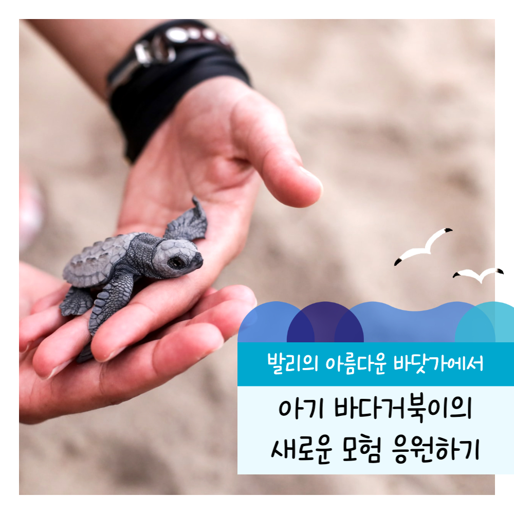 [한국갭이어]인도네시아 발리에서 펼쳐지는 아기 바다거북 보호 봉사활동  